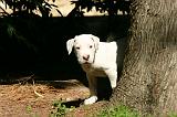 DOGUE ARGENTIN 550